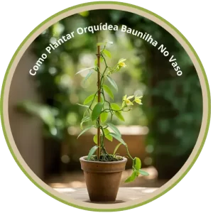 Como Plantar Orquídea Baunilha No Vaso