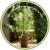 Como Plantar Orquídea Baunilha No Vaso